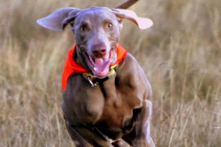 Tíkin Fríða er af tegundinni Weimaraner