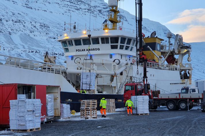 Loðnunni landað úr grænlenska skipinu Polar Amaroq á Eskifirði á laugardag.