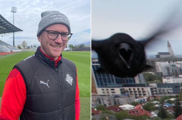 Á meðan að Kiddi vallarstjóri Laugardalsvallar hugar að grasi vallarins reynir hrafn að ala upp ungana sína eftir að hafa komið sér vel fyrir í stúkunni. Sá er ekki hrifinn af drónum.