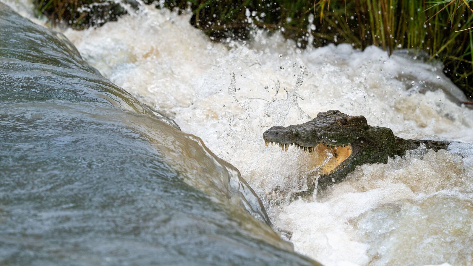Flúði fílahjörð í kjaftinn á krókódíl