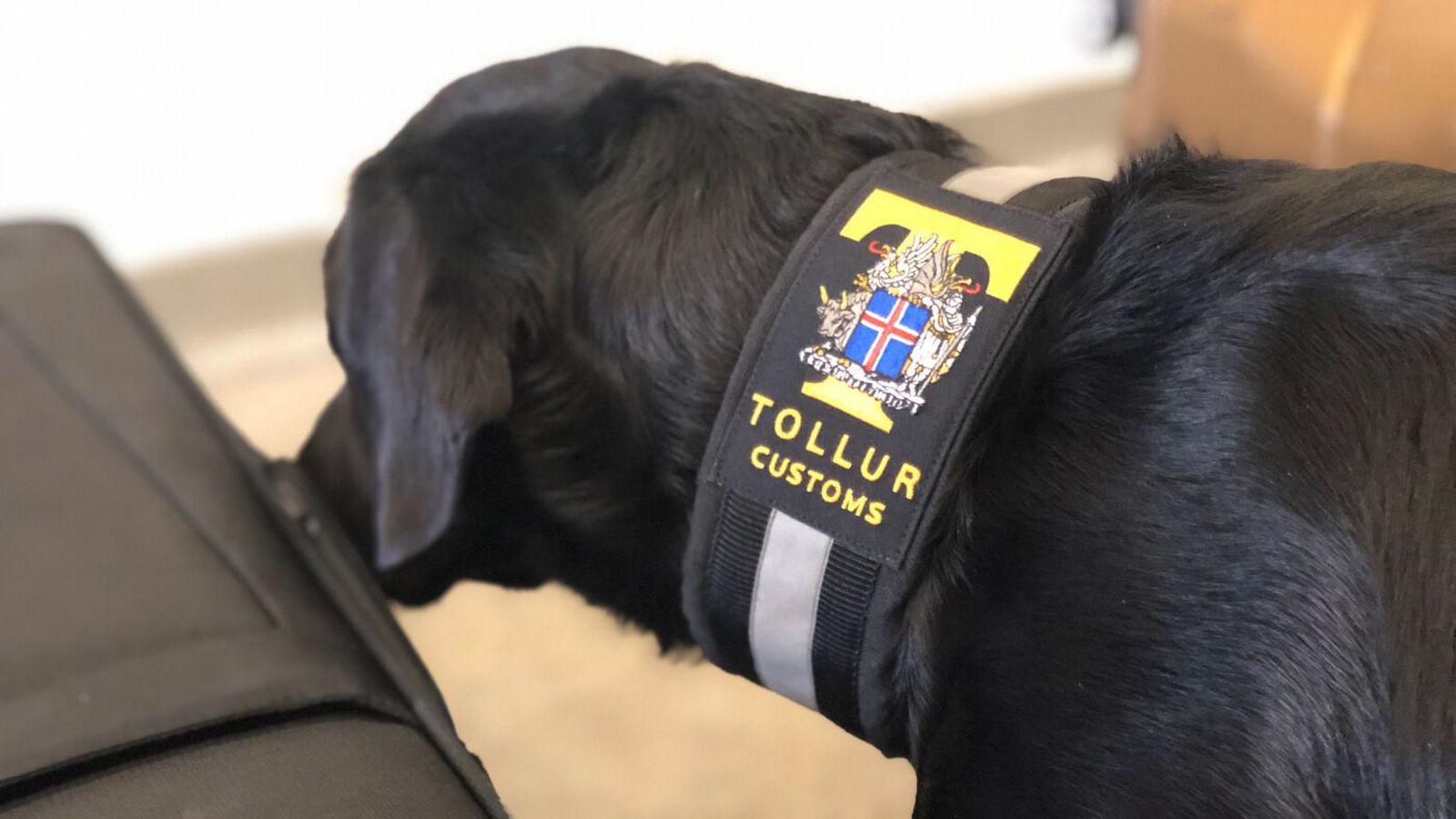 Með 29 kíló af maríjúana í töskunum