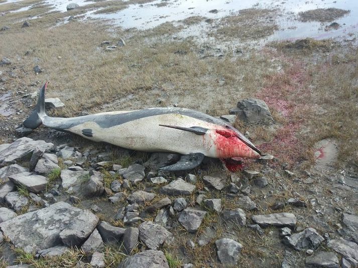 Dýrið er um tveir metrar að lengd og liggur í flæðarmálinu við bæinn Hestgerði sem er við þjóðveginn nokkrum kílómetrum vestan við Höfn.