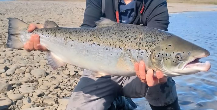 Samtökin segja augljóst að um eldislax sé að ræða.