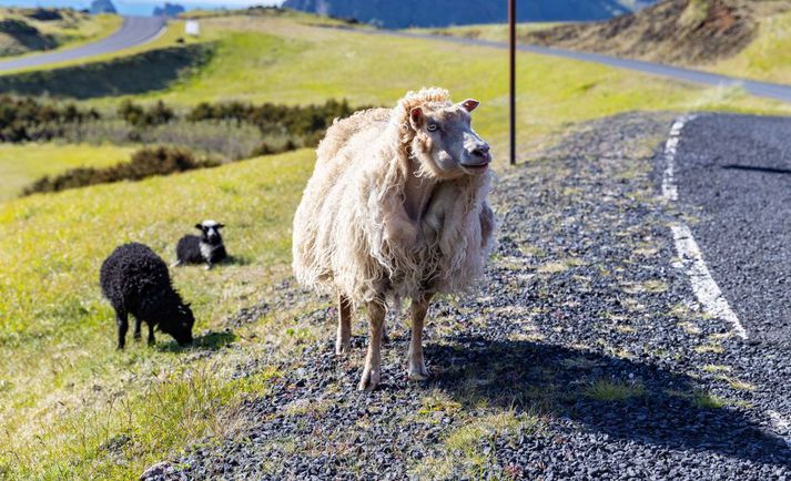 Riða hefur greinst á fjórum bæjum í Akrahreppi.