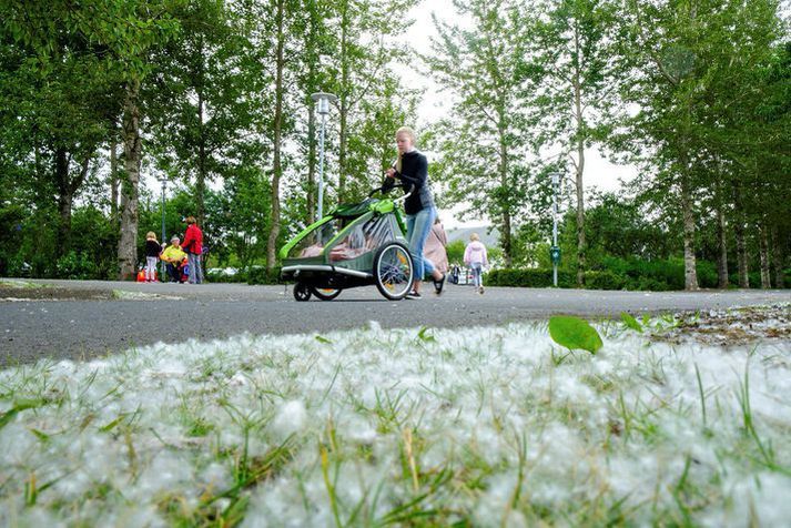 Asparfræ safnast í hauga víða í Reykjavík