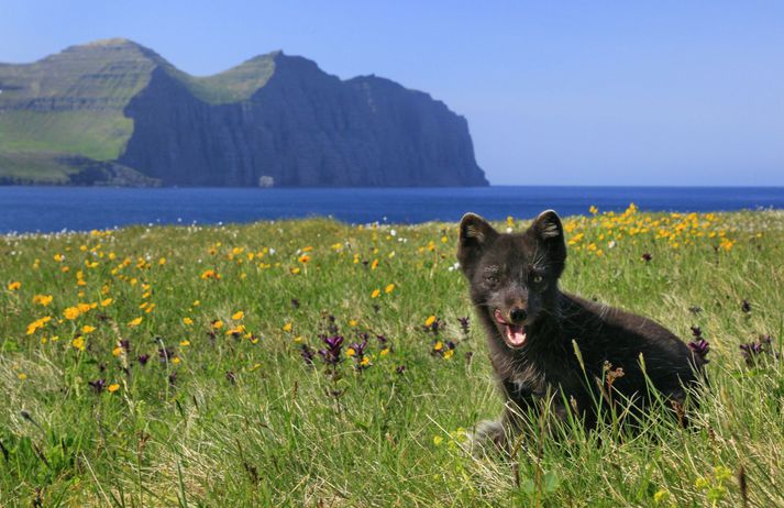 Greiðslur til refaveiðimanna námi 134 milljónum króna á síðasta ári en þá voru um 7.200 refir veiddir.