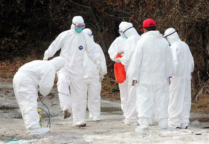 Fuglaslátrarar í Suður-Kóreu.