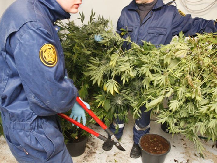 Kannabisplöntur. Frá aðgerðum lögreglum í lok mars fyrr á þessu ári. 
