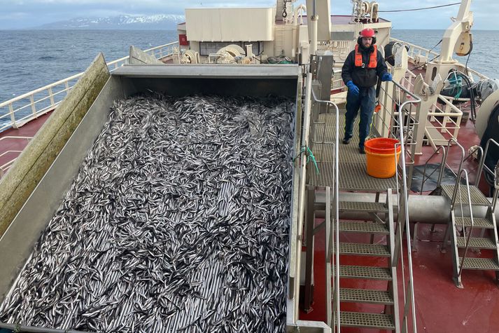 Frá loðnuveiðum um borð í Beiti NK fyrir fimm árum.