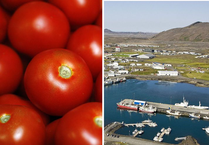 Tómatarækt er á næsta leiti í Grindavík verði af byggingu á risagróðurhúsi í útjaðri bæjarins.