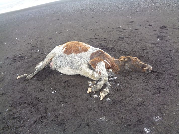 Talið er að kýrnar hafi fallið í gegnum ís.