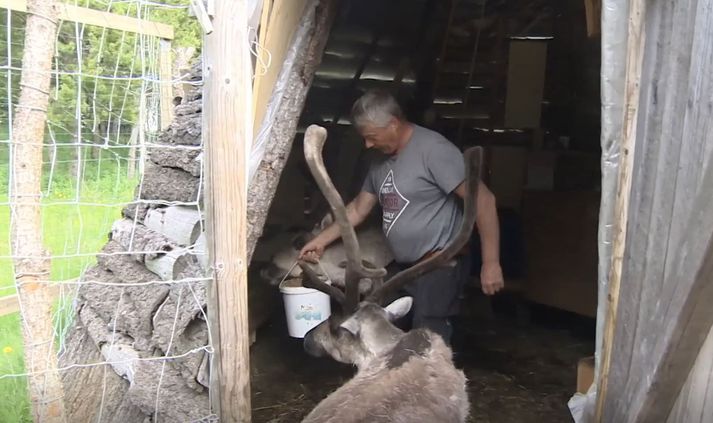 Björn Magnússon hreindýrabóndi er eigandi dýranna sem líta á hann sem foreldri.