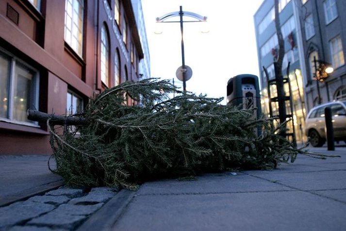 Íþróttafélögin og Skógrækt Reykjavíkur safna nú jólatrjám gegn greiðslu.Fréttablaðið/Pjetur