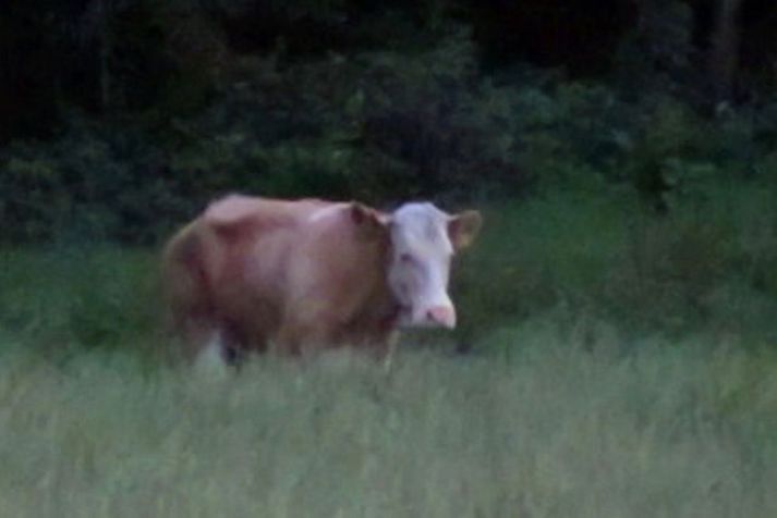Yvonne á beit. Grunlaus vegfarandi náði þessari mynd af Yvonne en þá var hennar ekki ákaft leitað eins og nú.
