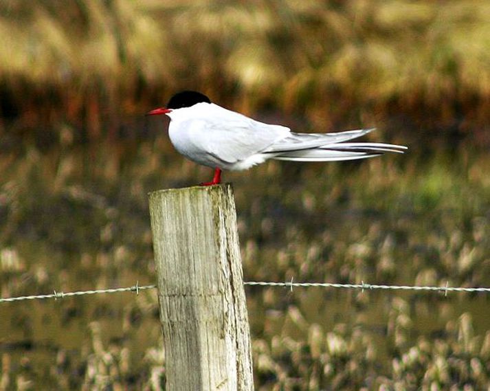 Sjófuglar sem nýta sandsíli til átu eiga erfitt uppdráttar á Snæfellsnesi.