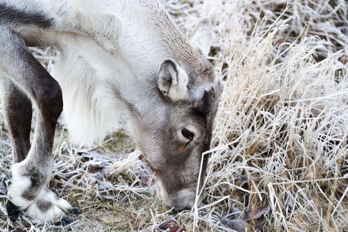 Tilmælum fagráðs um velferð dýra frá árinu 2019 hefur ekki verið fylgt undanfarin ár og verður ekki fylgt í ár.