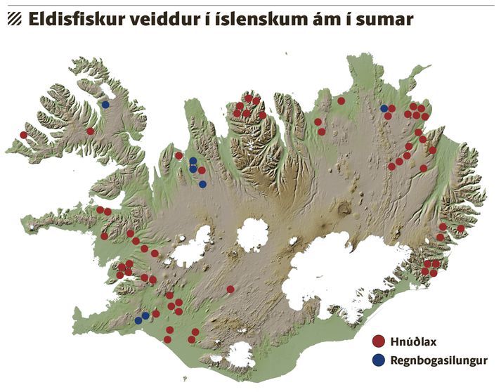 Eldislax hefur veiðst víðs vegar um landið í sumar.