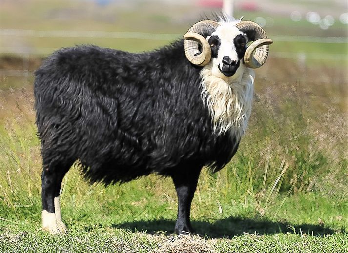 Nikulás er einn af hrútunum í nýju hrútaskránni en hann er svartarnhöfðóttur, sokkóttur, hyrndur. Hann var valinn á sæðingastöð sumarið 2017 til liðsinnis við varðveislu forystufjár.