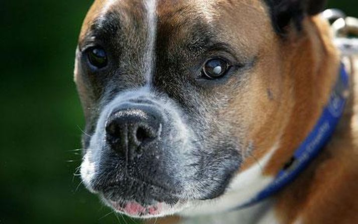 Boxer hundur af sömu tegund og Orchuk. Mynd/Getty Images