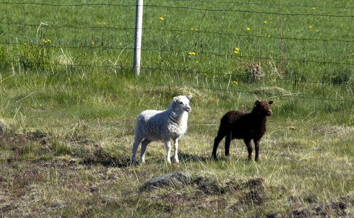 Lambið sem ferðamennrnir aflífuðu var um 10 til 12 kíló að sögn bónda sem kom á vettvang. Myndin tengist fréttinni ekki beint. 