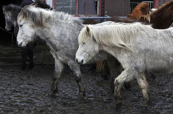 Nýleg skýrsla Matvælastofnunar um munnmeiðsl keppnishesta hefur orðið kveikja að líflegum umræðum meðal hestamanna. 