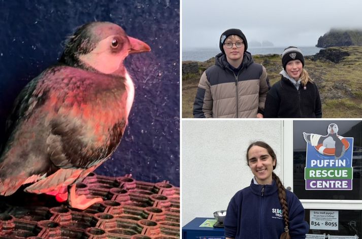 Þúsundum lundapysja er bjargað í Eyjum á hverju hausti.