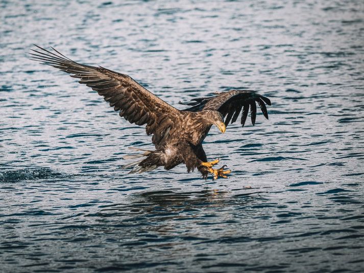 Annar fuglinn sem greindist með veiruna var ungur haförn sem drapst 17. september á skeri í Breiðafirði