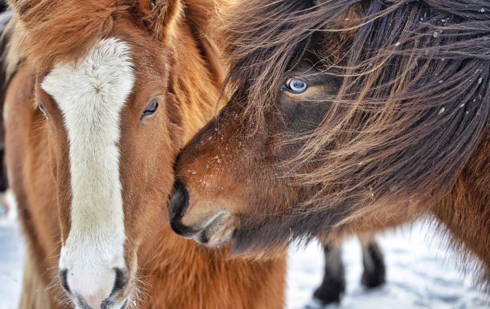 Ísteka var sjálft með fjóra hryssnahópa í blóðnytjum á þremur stöðum, alls um 280 hryssur.