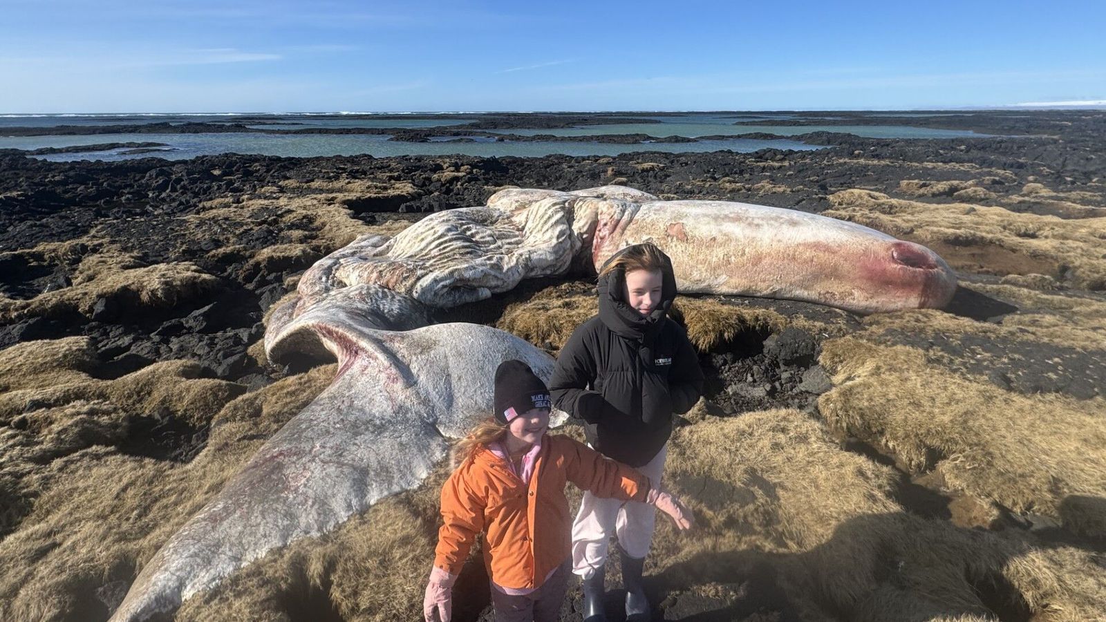Annar hvalrekinn á nokkrum dögum