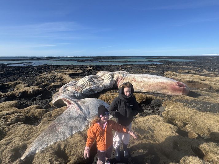 Aþena Máney og Ríkey Rúna, fimm og tíu ára, röltu úr eftir ströndinni með afa sínum til að bera hvalrekann augun.