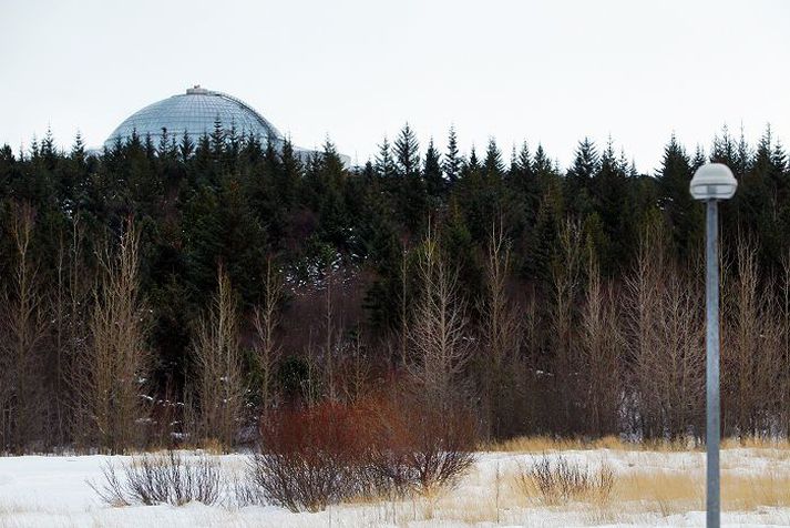 Áhættumat hefur leitt í ljós að trén í Öskjuhlíðinni hafa vaxið verulega upp fyrir svokallaðan hindranaflöt vegna umferðar um Reykjavíkurflugvöll.
FRéttablaðið/Vilhelm