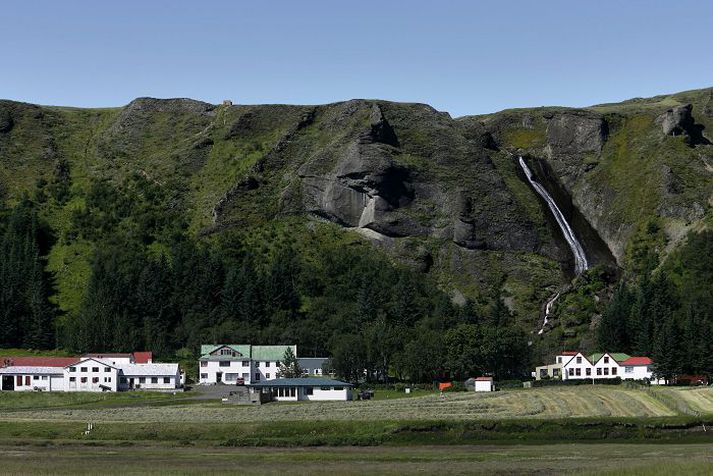 Sitkagreni hefur vaxið vel í Klausturskóginum. Fréttablaðið/Pjetur
