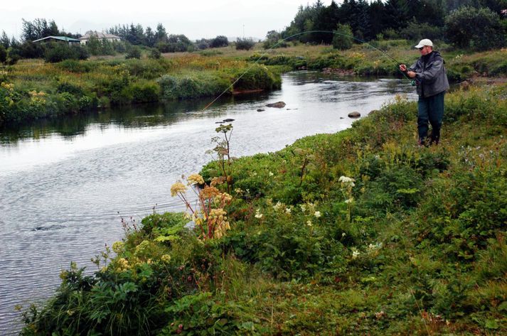 Veitt í Fljótinu í Elliðaánum. Mikið af laxi liggur þar um þessar mundir