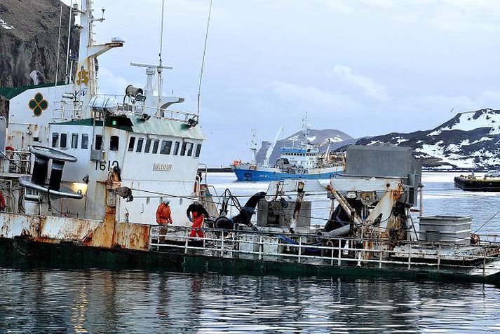 Á nösunum Heimamenn áætla að um tíu þúsund tonn af loðnu hafi borist til Vestmannaeyja á miðvikudag úr sjö bátum. Hér er Ísleifur að leggja að bryggju og Kap sést í innsiglingunni.  fréttablaðið/Óskar P. Friðriksson