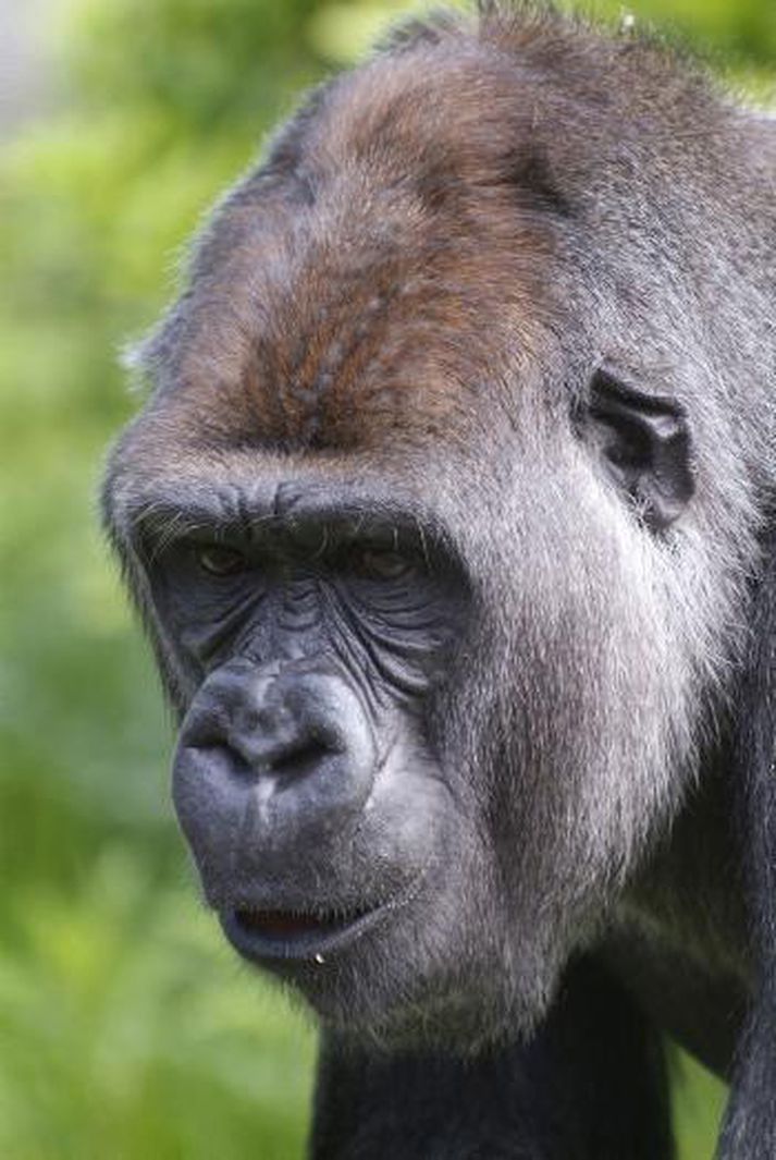 Hugsanlegur ættingi Chororapithecus abyssinicus.