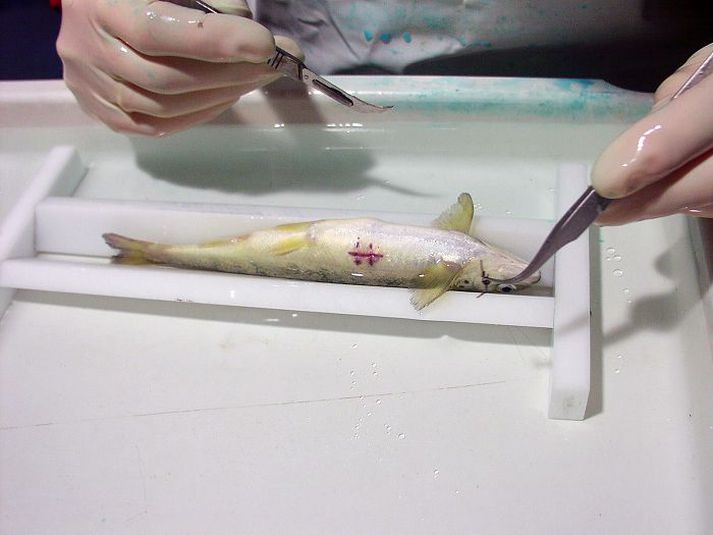 Á skurðarborðinu Mælimerki sett inn í laxaseiði áður en því var sleppt í Kiðafellsá – sjö sneru til baka eftir ár í sjó af 600 alls.