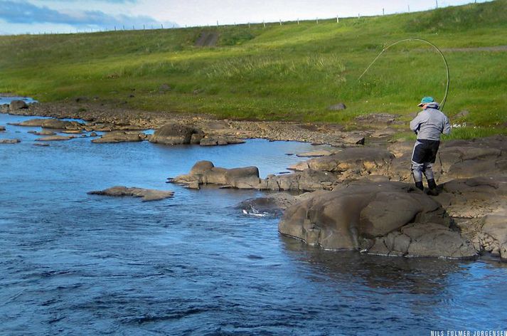 Tekist á við lax í Laxá í Dölum