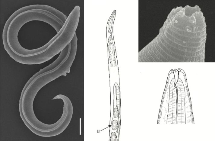 Þráðormar af tegundinni Panagarolaimus kolymaensis höfðu verið frosnir í 46 þúsund ár þegar vísindamenn náðu að endurlífga þá.