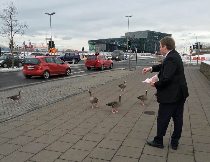 Eftir því sem Vísir kemst næst kunnu gæsirnar vel að meta matargjöfina frá forsætisráðherranum.