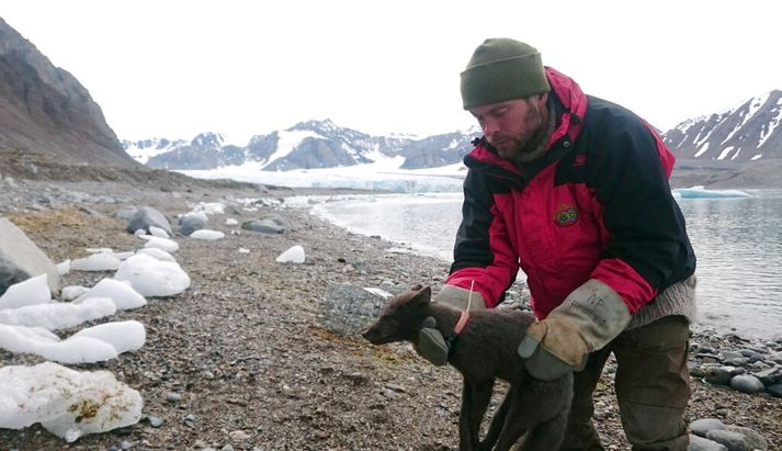 Læðan sem gekk yfir hafísinn til Kanada þegar hún var merkt í Krossfirði á Svalbarða 29. júlí árið 2017.