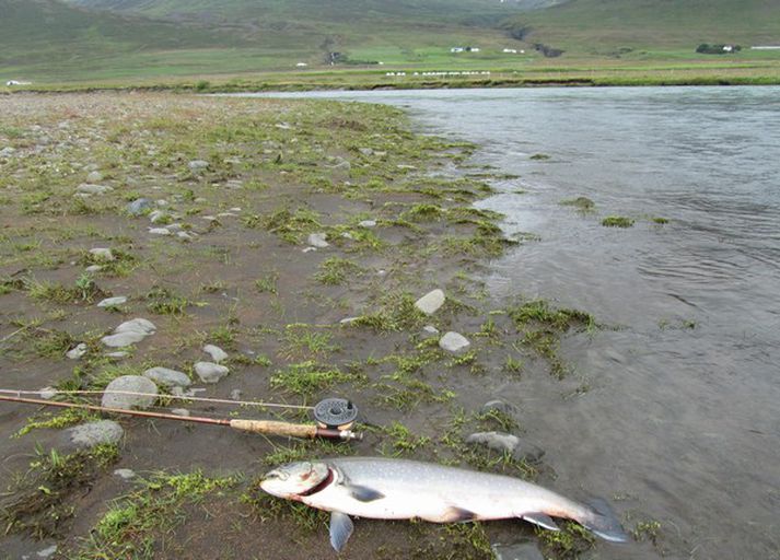 Núna styttist í að veiðimenn flykkist að bökkum norðlenskra veiðiáa til að ná sér í sjóbleikju.