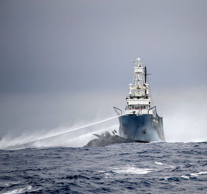 Japanska hvalveiðiskipið Shonan Maru 2 og Ady Gil, bátur hvalaverndarsamtakanna Sea Shepherd.fréttablaðið/AP
