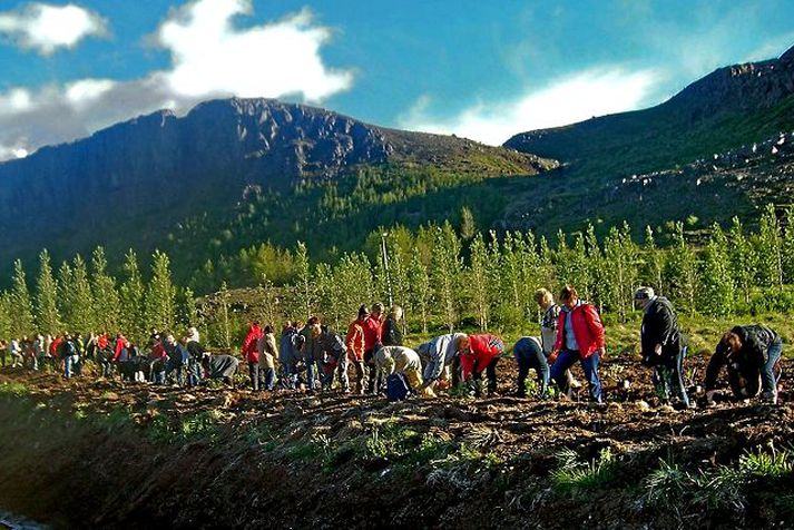 gróðursett í sólinni Eftir krefjandi fundarstörf brugðu konurnar sér út og gróðursettur plöntur í kvöldsólinni við Kjarnaskóg sunnan Akureyrar.