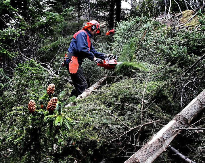 Á Hallormsstað hefur verið umfangsmikil starfsemi á vegum Skógræktar ríkisins.
