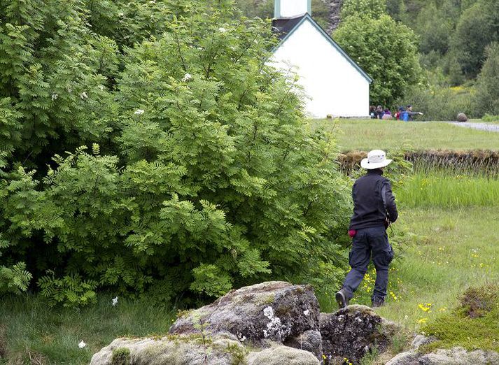 Þessi var nú aðeins að skoða sig um og mynda á þeim slóðum sem margir nýta til að svara kalli náttúrunnar. Kannski velti hann fyrir sér salernispappírnum undir trénu.