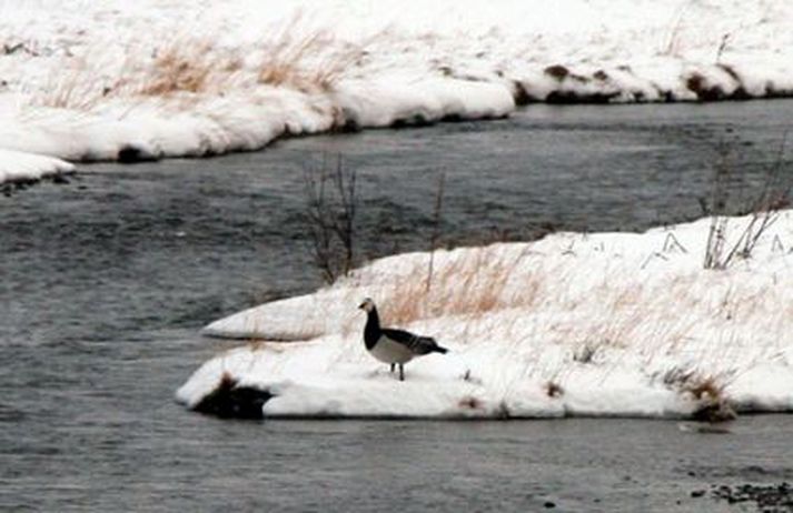 Vegna snjóa á norðanverðu landinu eiga farfuglar erfitt uppdráttar.
