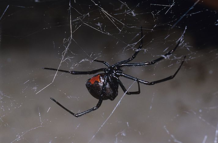 Jordan var bitinn af svokallaðri Redback kónguló í fyrra skiptið, en veit ekki hvernig kónguló beit hann í gær.