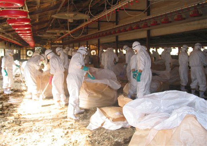 Fuglaslátrun í Japan, þar sem fuglaflensuveiran H5N1, sem getur orðið mönnum að fjörtjóni, greindist í kjúklinum í síðustu viku.