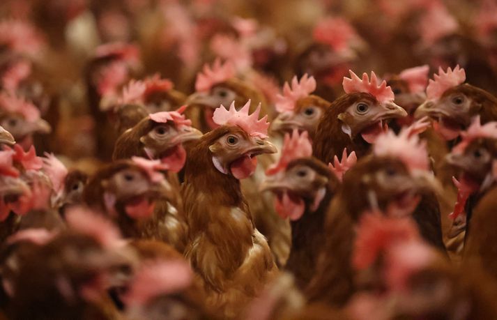 Víða í Evrópu hefur borið á eggjaskorti vegna skæðrar fuglaflensu um nánast alla álfuna.