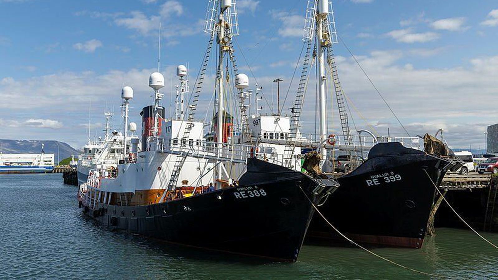 Lækka veiðiráðgjöf á hval veru­lega